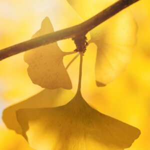 Ginkgo jaune