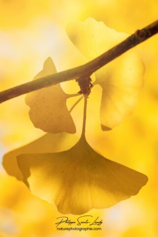 Ginkgo jaune