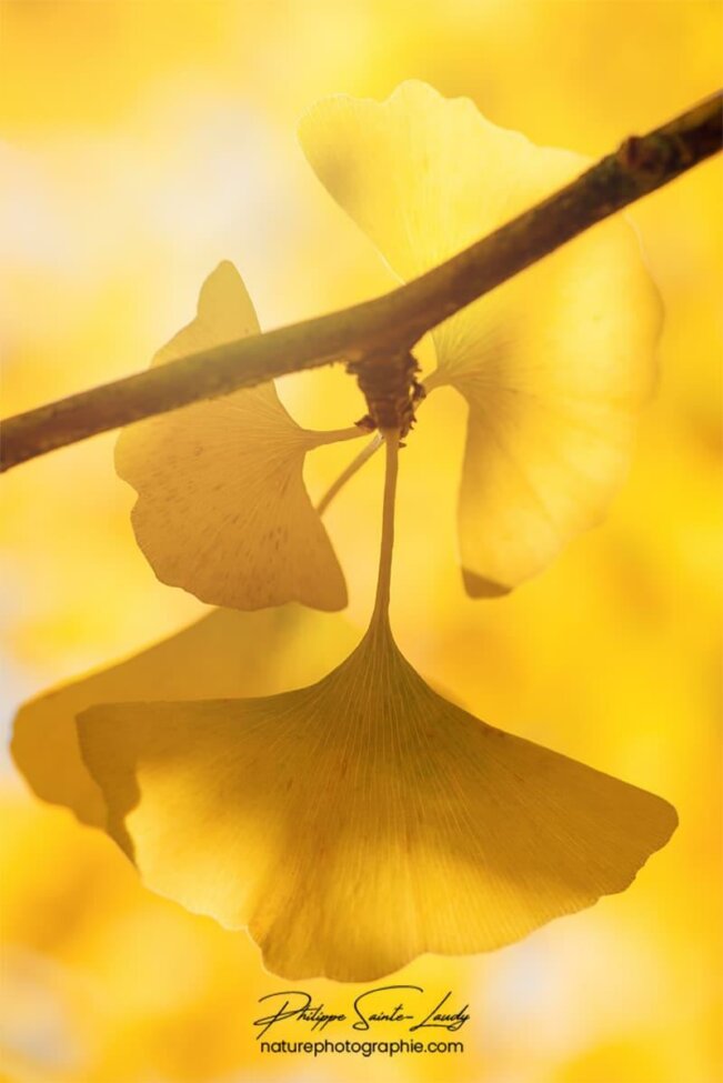 Ginkgo jaune