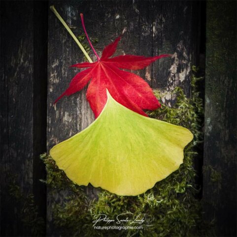 Feuilles symboles de l'automne