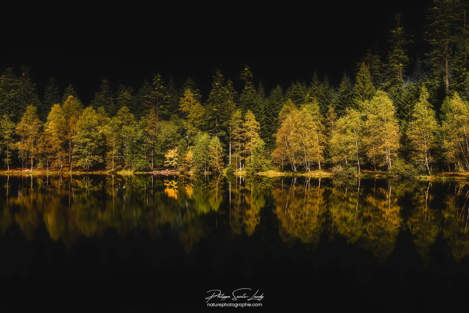 Forêt en automne au bord d'un lac