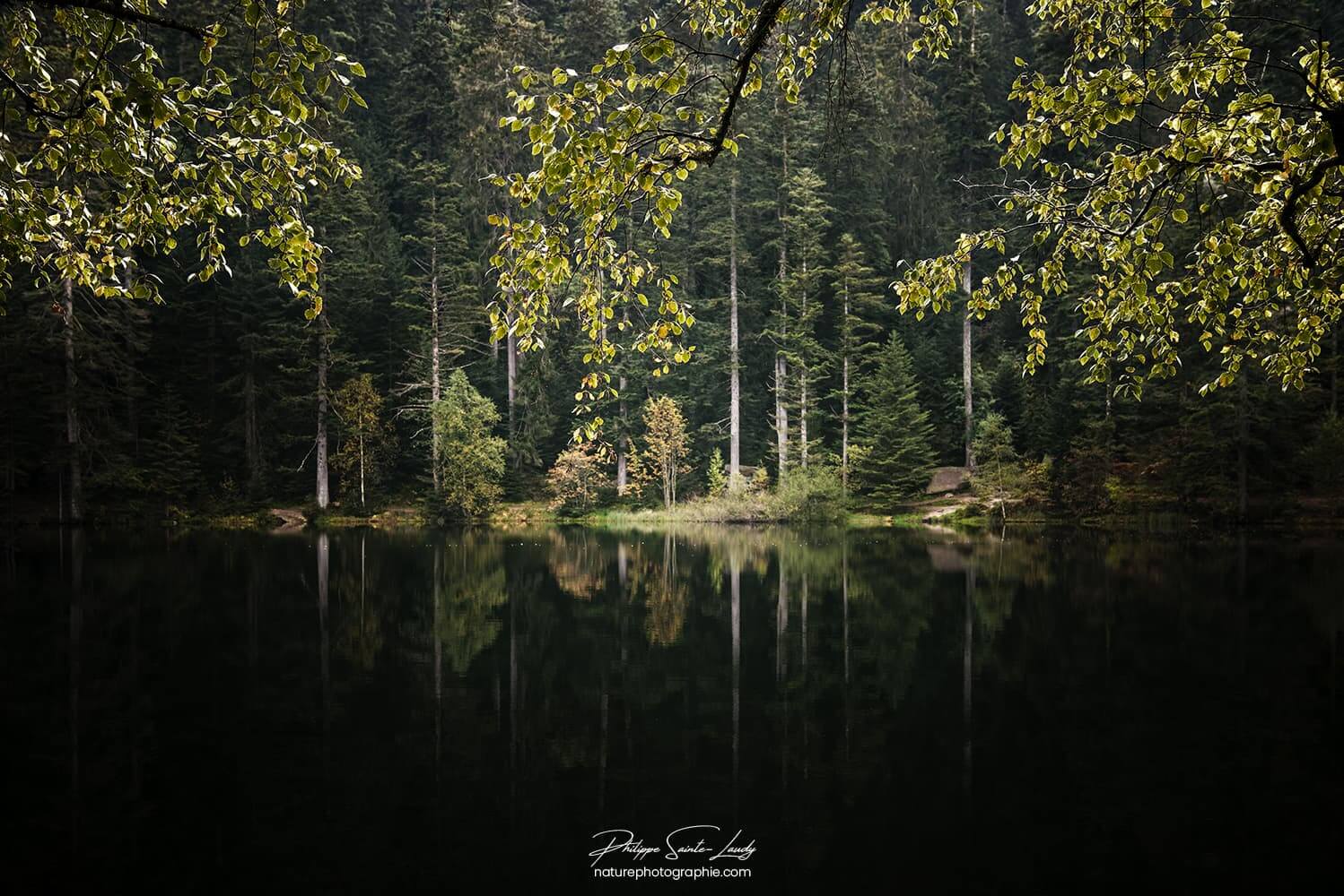 Sapins au bord de l'eau