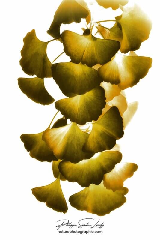 Feuille de ginkgo artistique