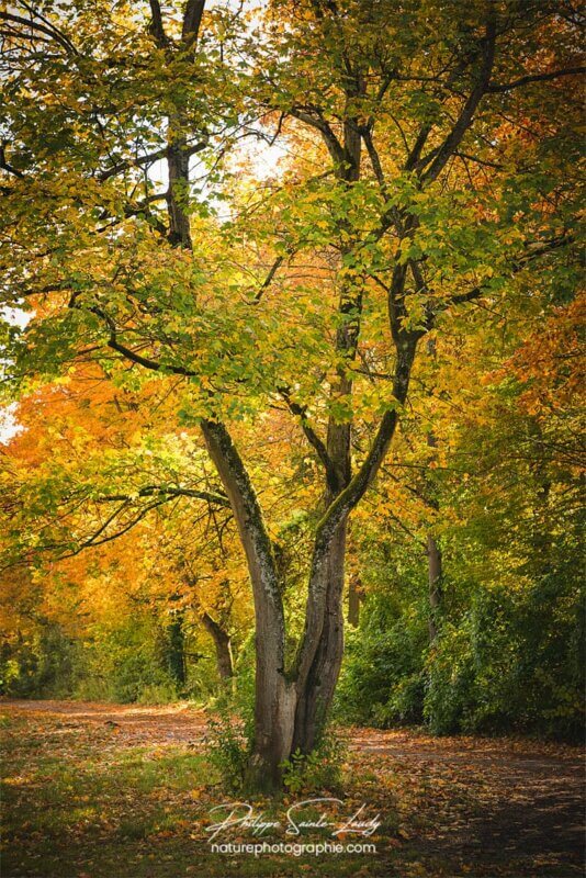 Paysage d'automne