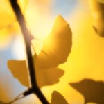 Feuille de Gingko dans le soleil