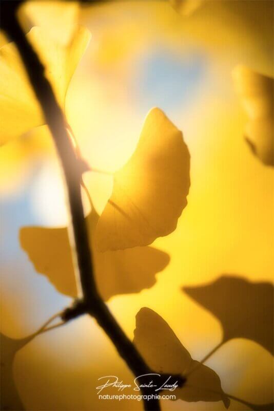 Feuille de Gingko dans le soleil