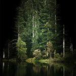 Photo artistique de sapins dans les Vosges