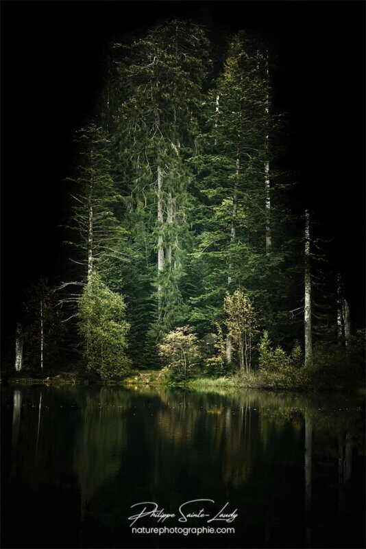 Photo artistique de sapins dans les Vosges