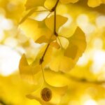 Un escargot sur une feuille de ginkgo