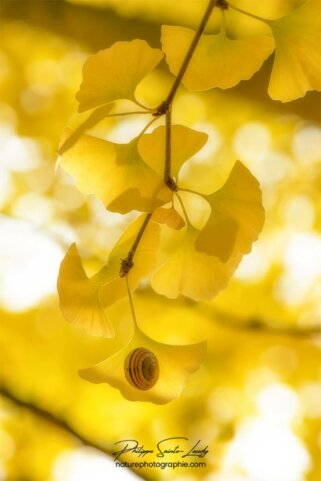 Un escargot sur une feuille de ginkgo