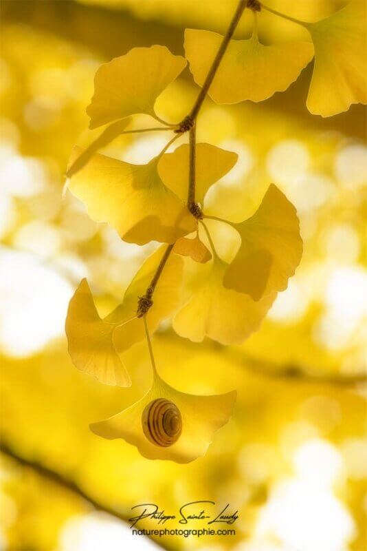 Un escargot sur une feuille de ginkgo