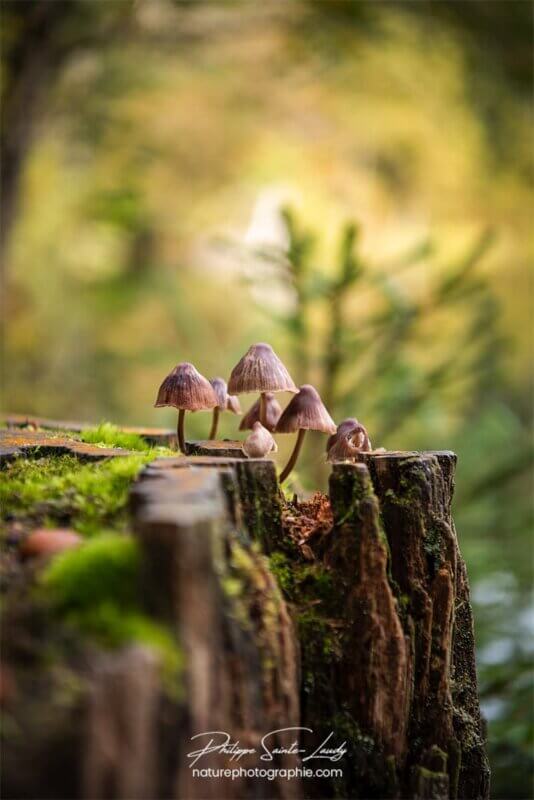 Champignons en forêt