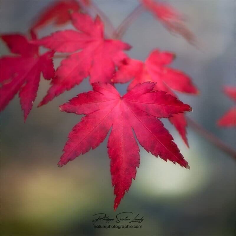 Photo carrée de feuilles d'érable