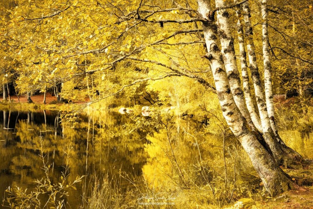 Des bouleaux jaunes en automne