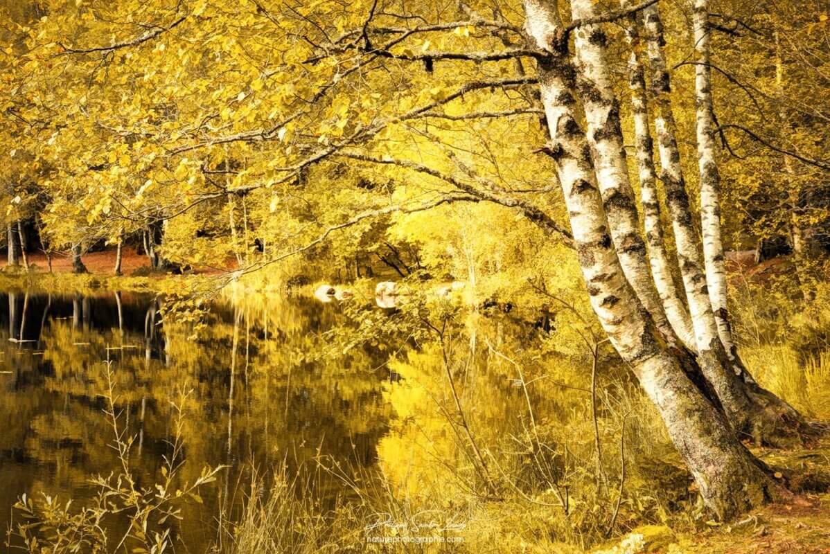 Des bouleaux jaunes en automne