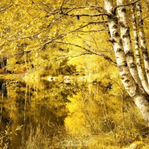 Des bouleaux jaunes en automne