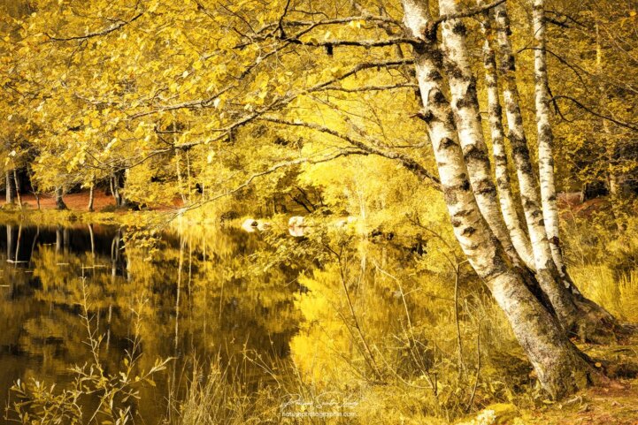 Des bouleaux jaunes en automne