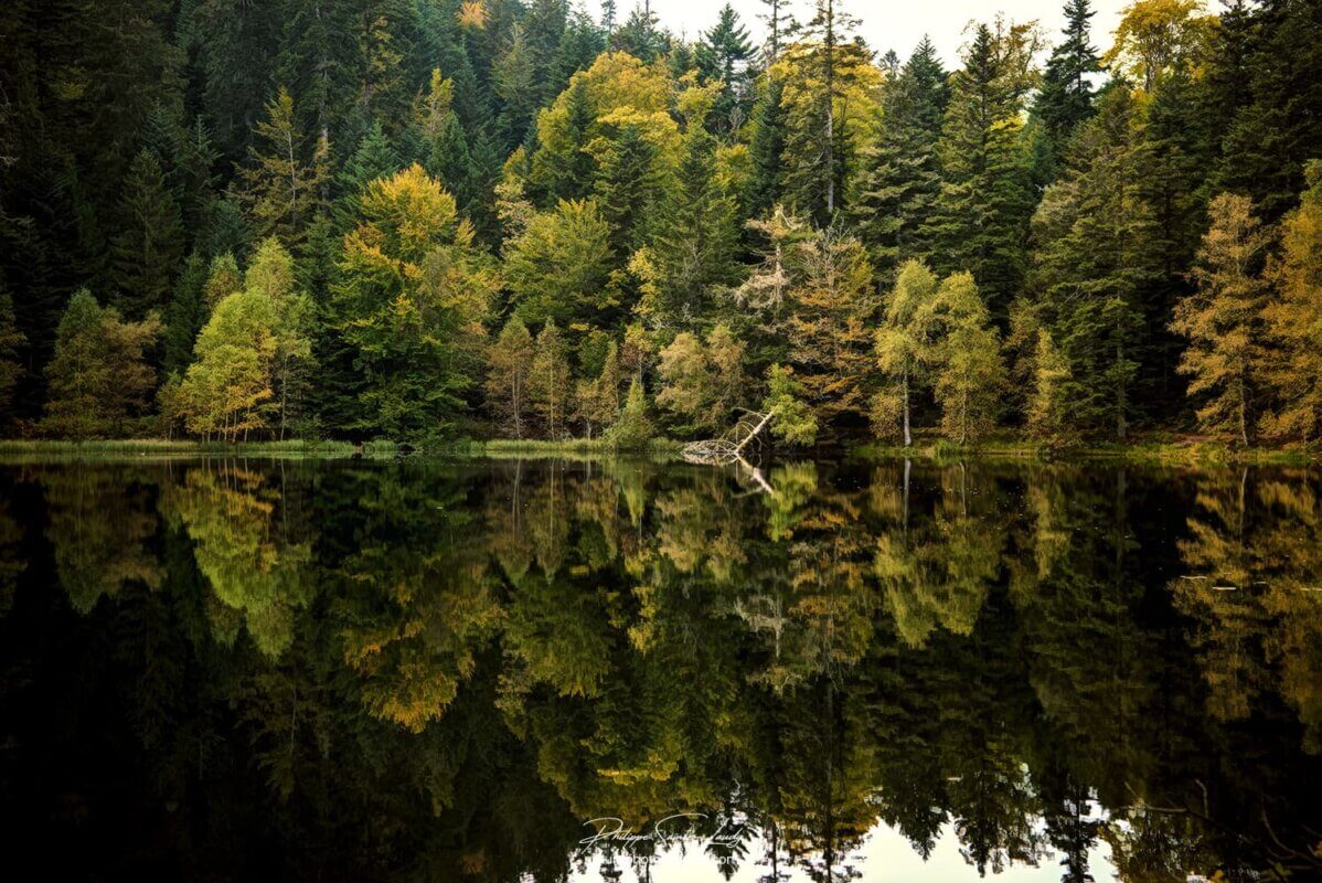 Forêt verte