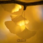 Le jaune des feuilles de ginkgo