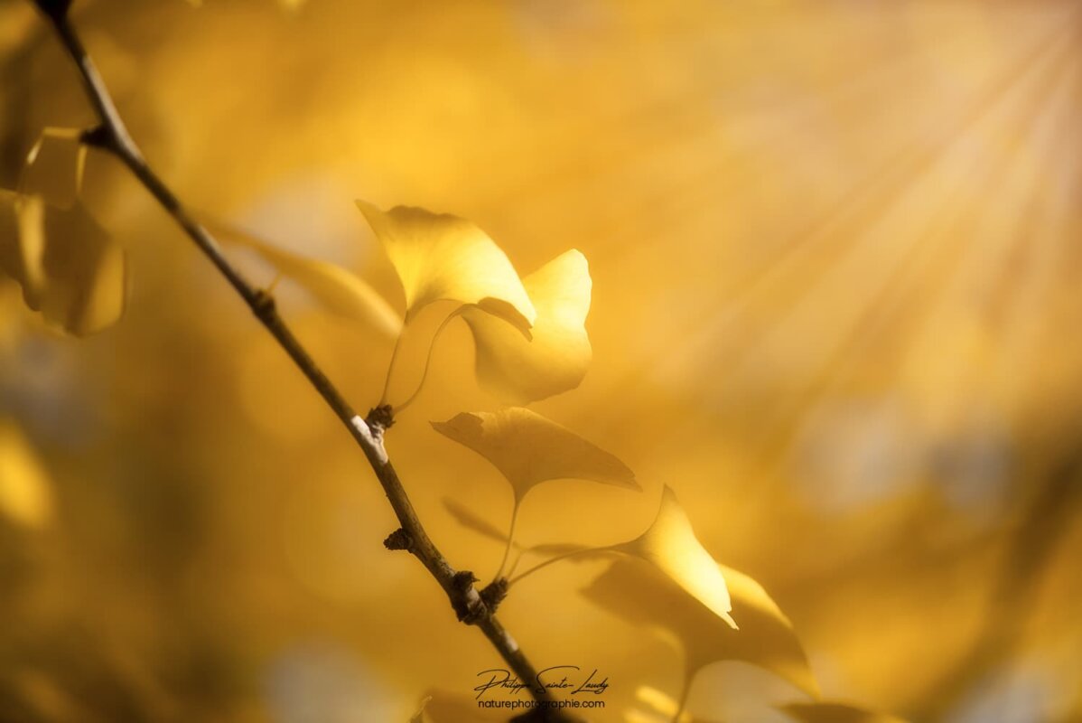 Lumière sur feuilles de ginkgo