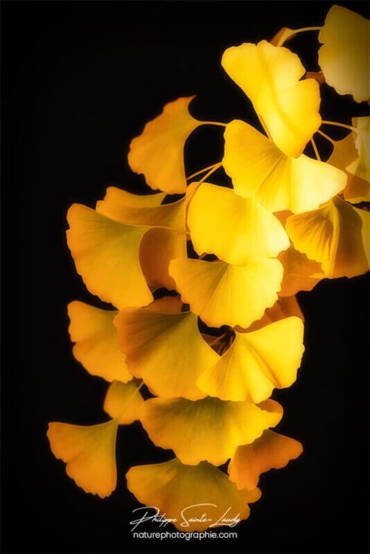 Branche de feuilles de ginkgo