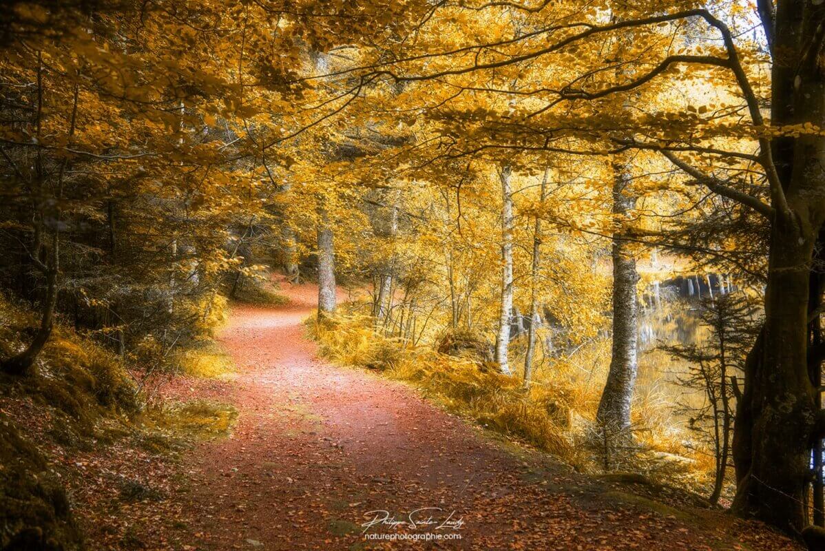 Chemin en sous-bois en automne