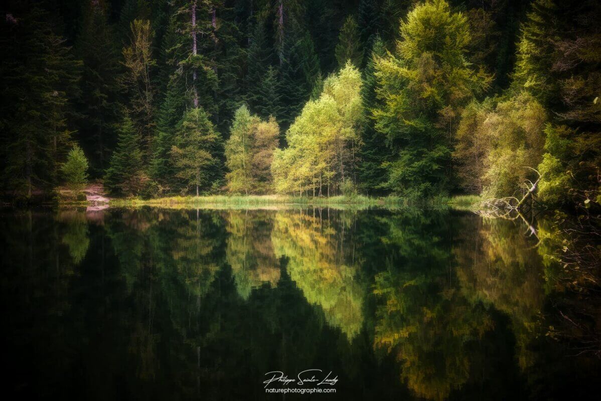 Reflet d'arbres