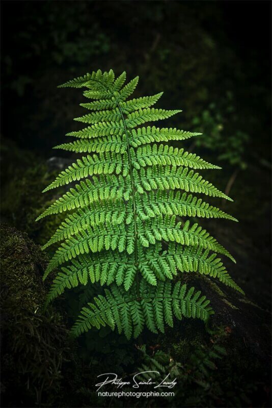 Fougère verte