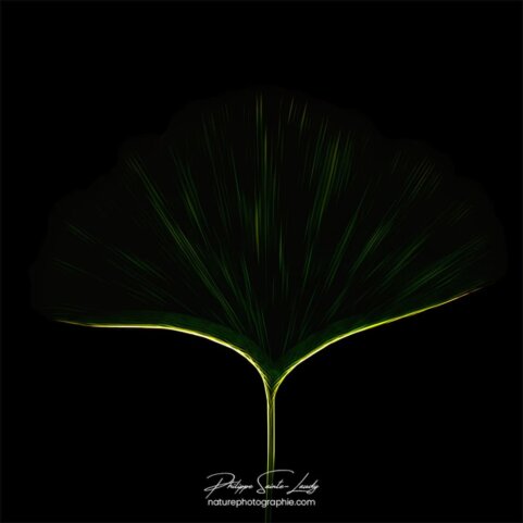 Representation d'une feuille de ginkgo