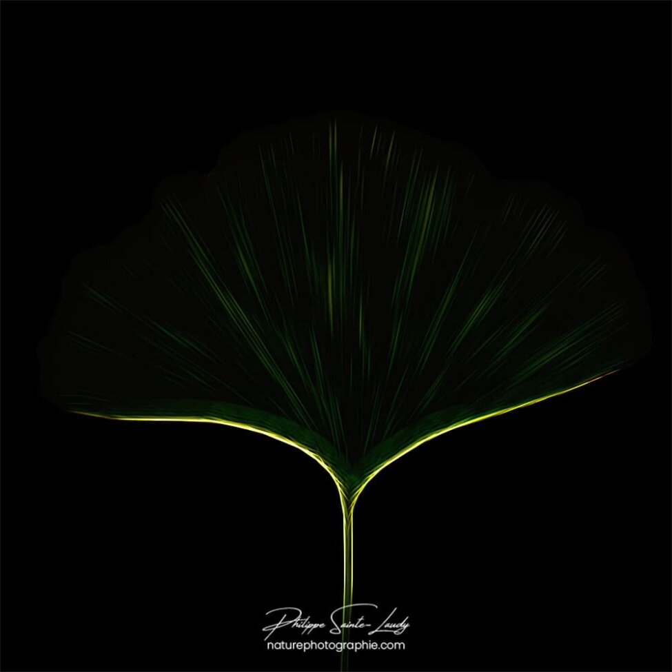 Representation d'une feuille de ginkgo