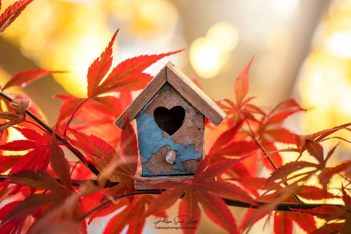 Petite maison à oiseaux