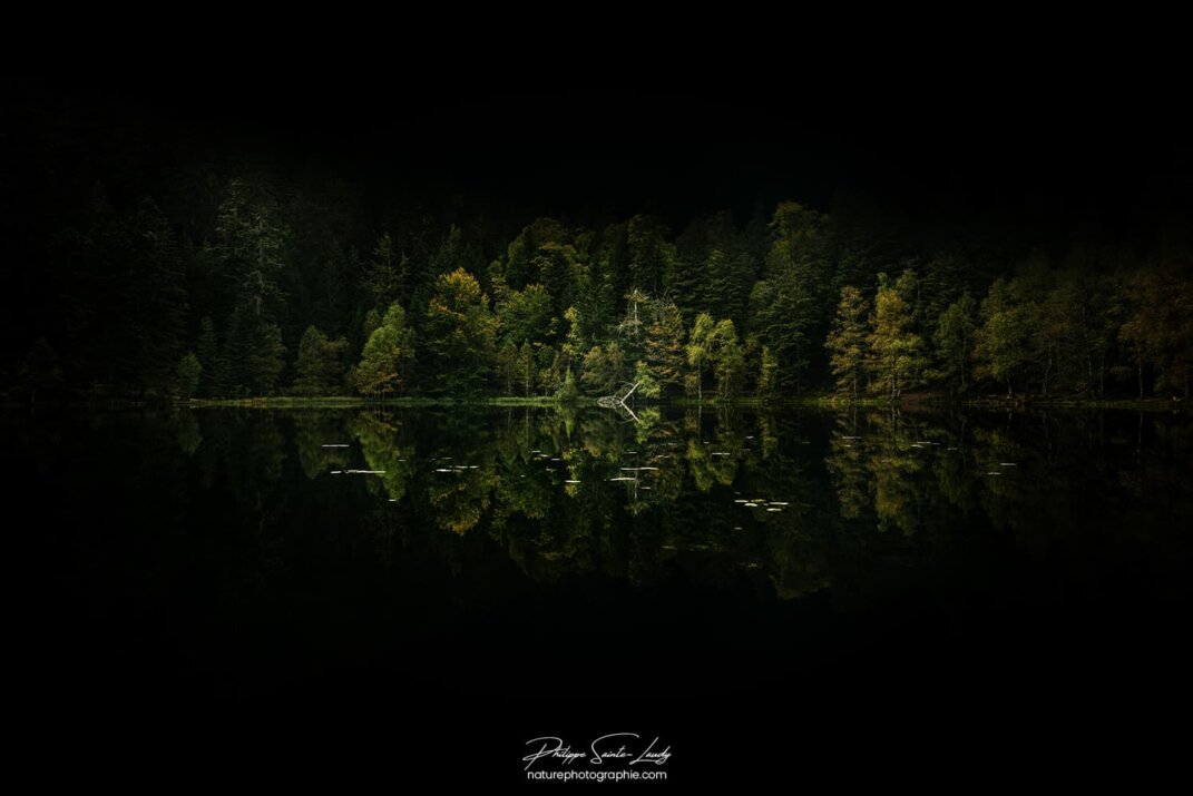 Forêt sombre au bord d'un lac dans les Vosges