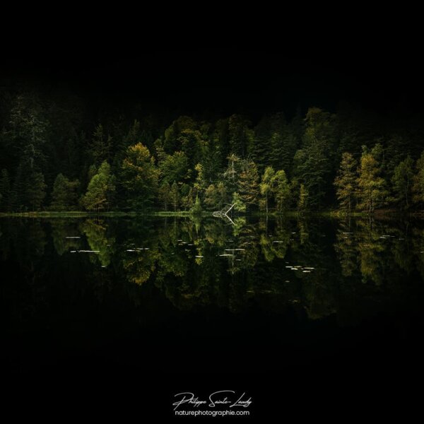 Forêt sombre au bord d'un lac dans les Vosges