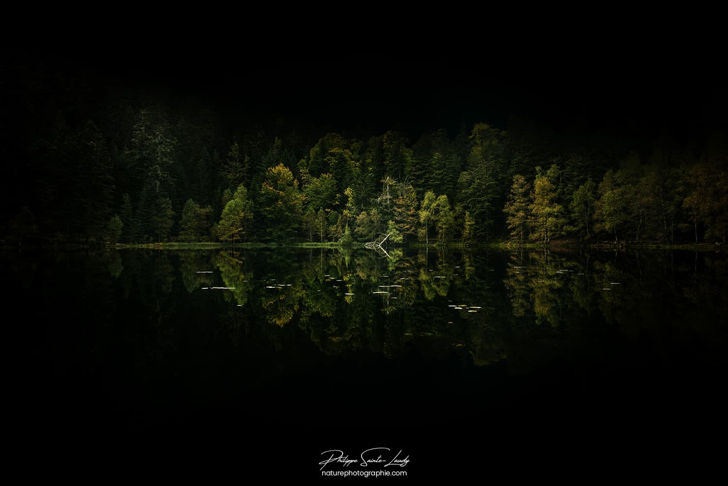 Forêt sombre au bord d'un lac dans les Vosges
