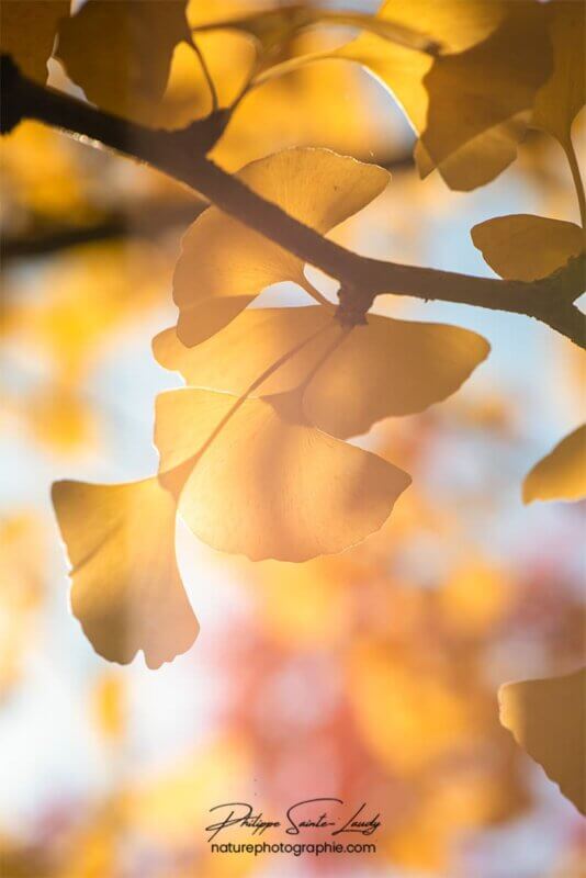 Lumière dans des feuilles de ginkgo