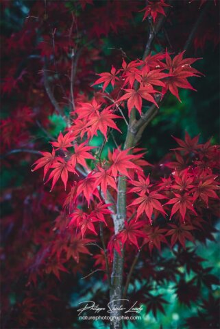 Photo de feuilles d'érable en automne