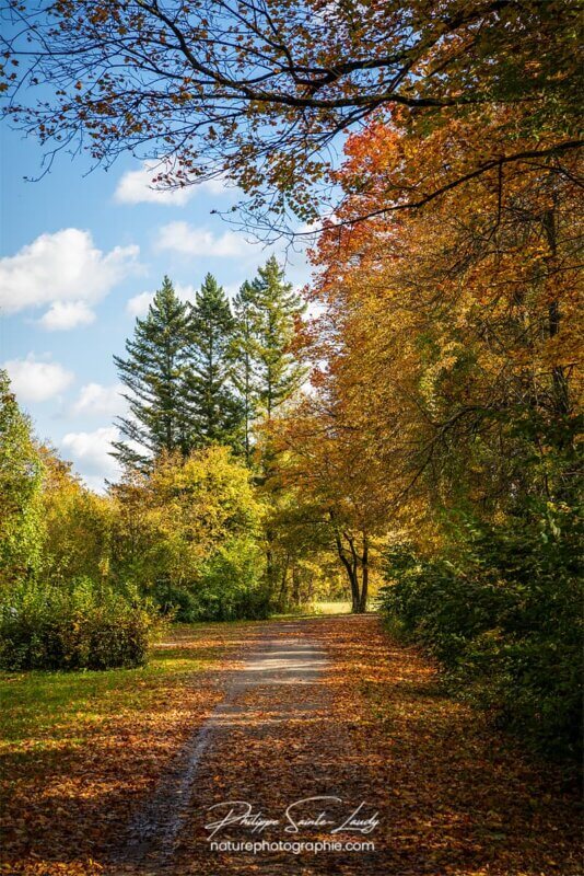 Paysage en automne