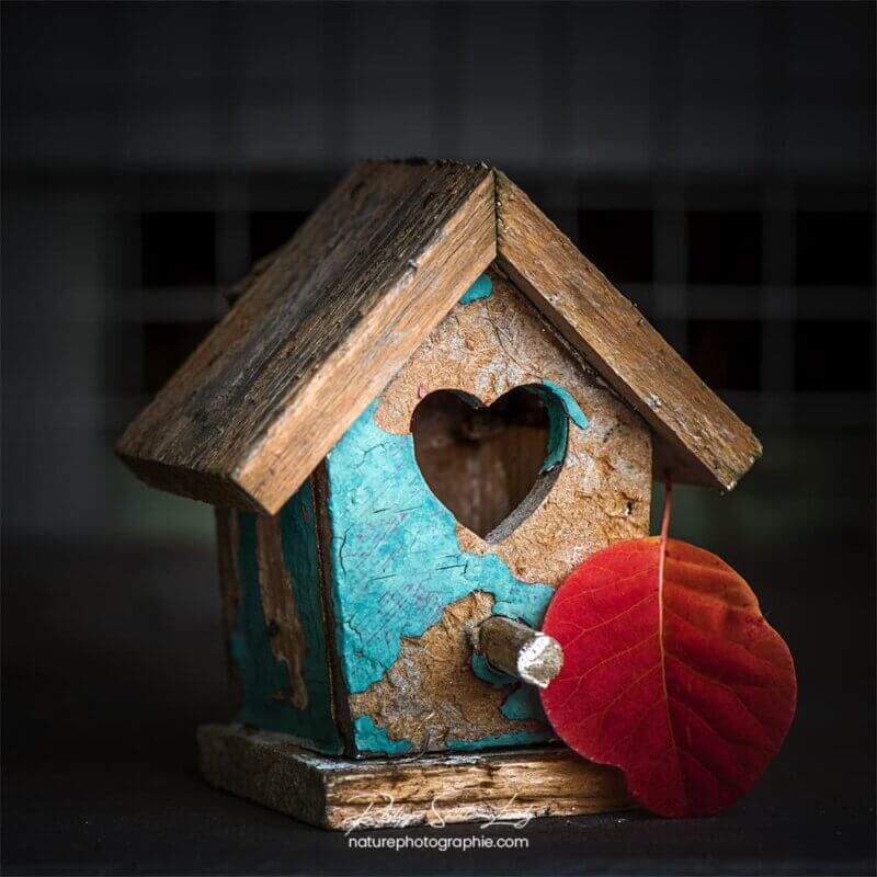 Petite maison à oiseaux