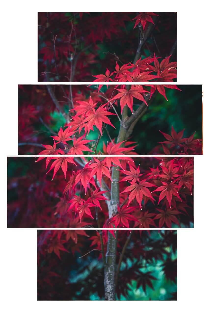 Montage vertical de photo d'automne