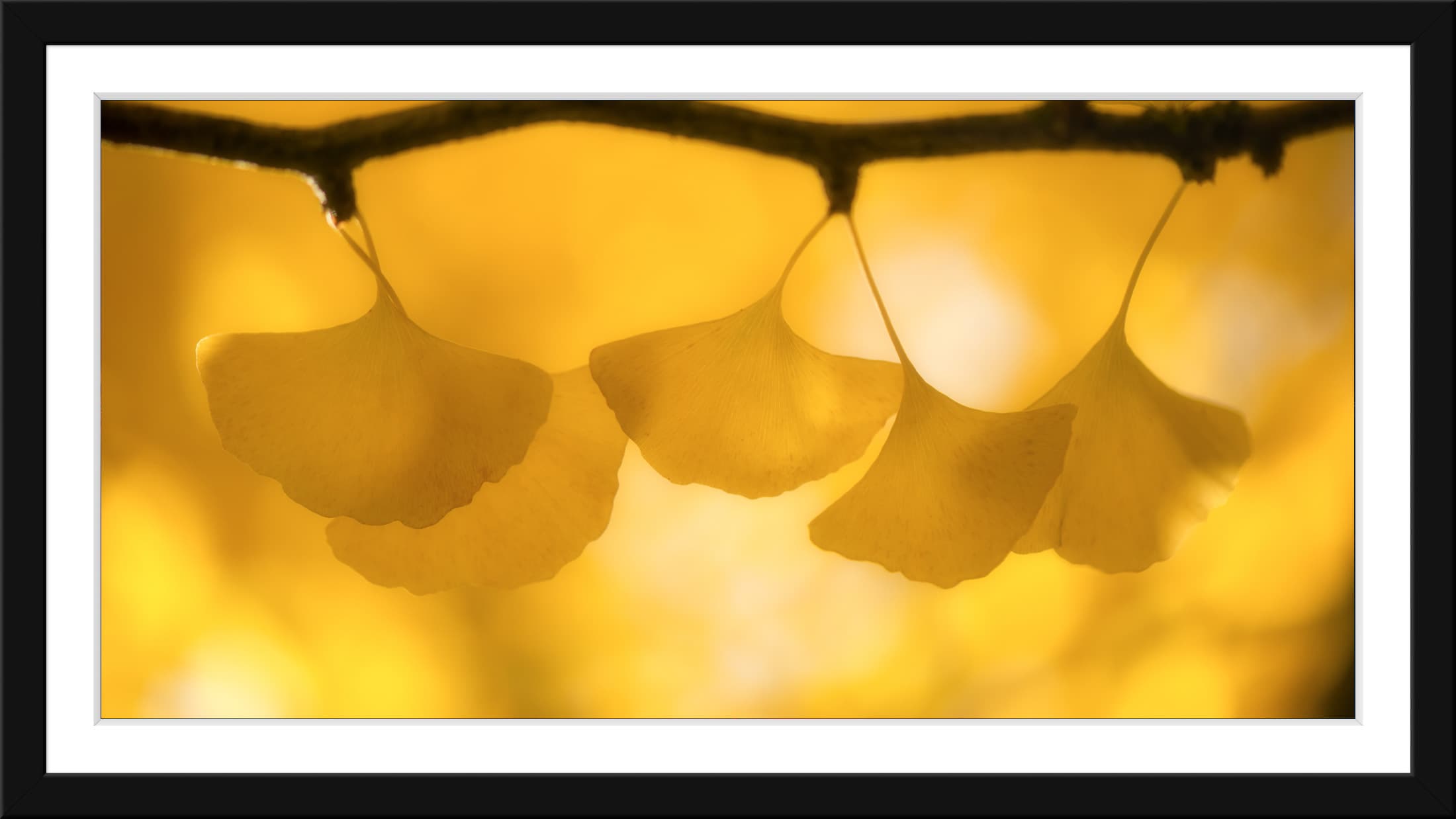 Panoramique feuilles de ginkgo