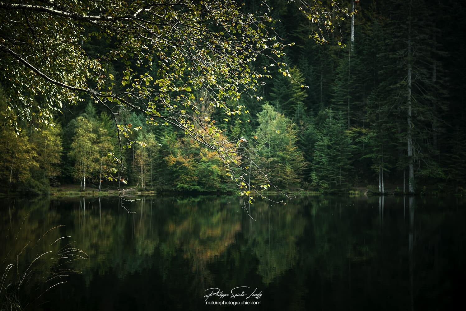 Arbres au bord de l'eau