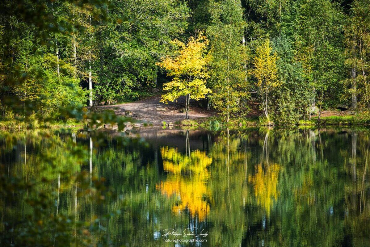 Des arbres se reflètent dans l'eau