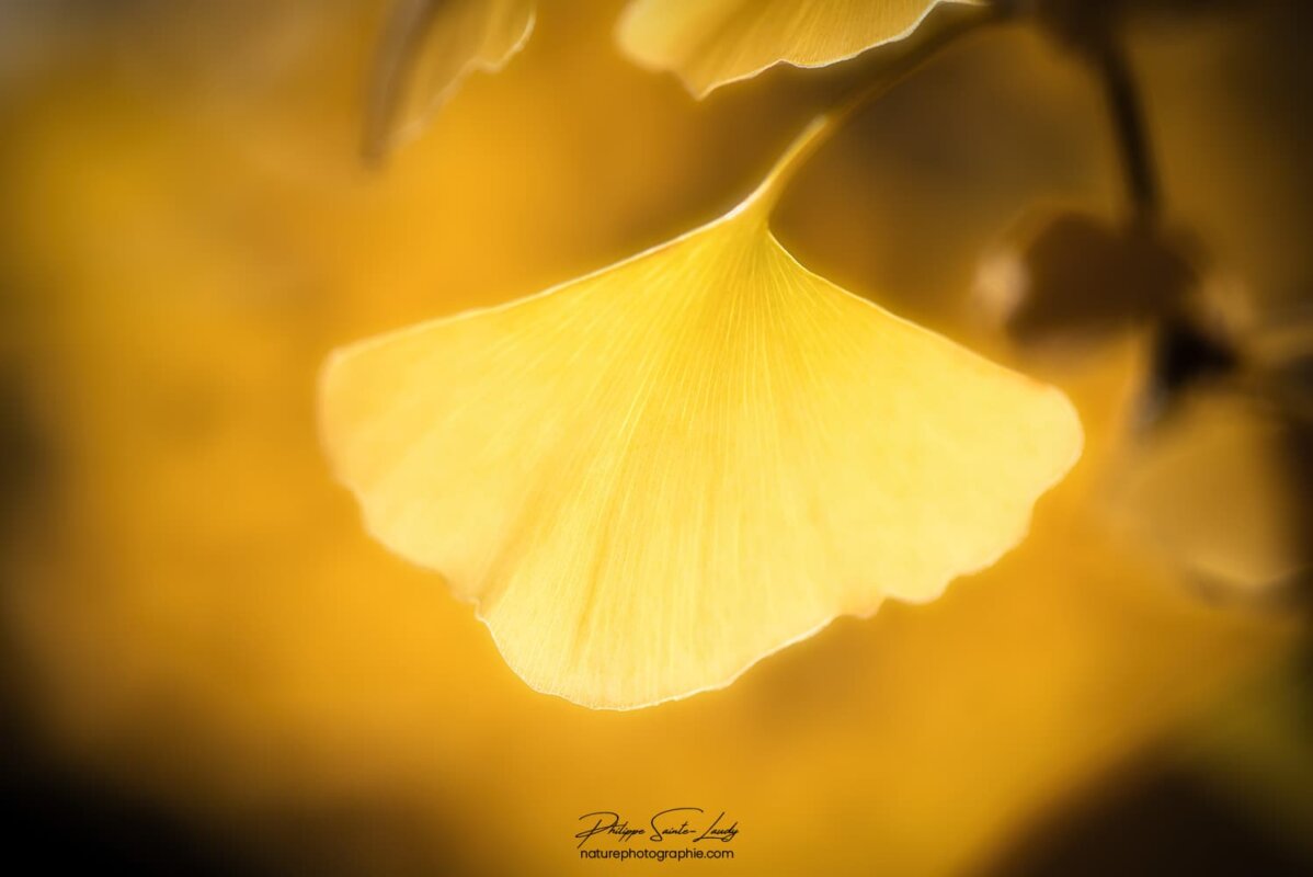 Gros plan sur une feuille de ginkgo