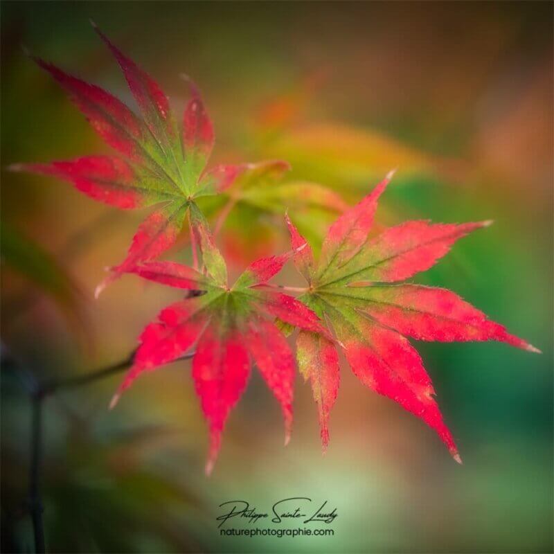 Feuilles d'érable colorées