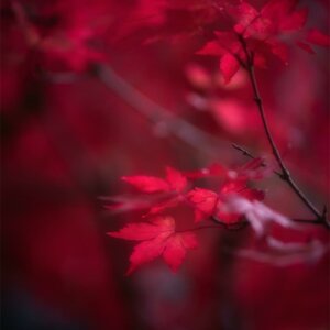Ambiance rouge d'automne