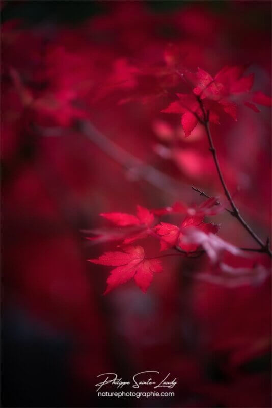 Ambiance rouge d'automne