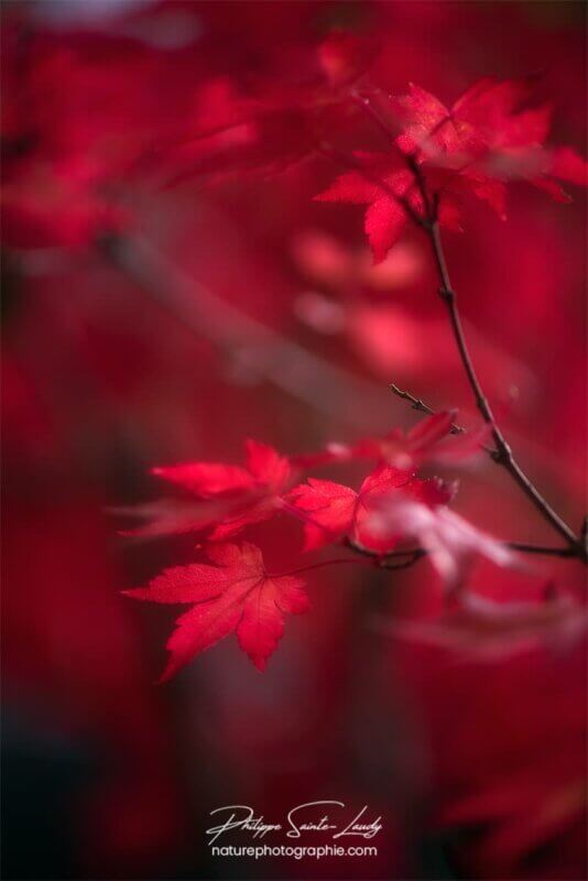 Feuilles d'érable sur fond rouge