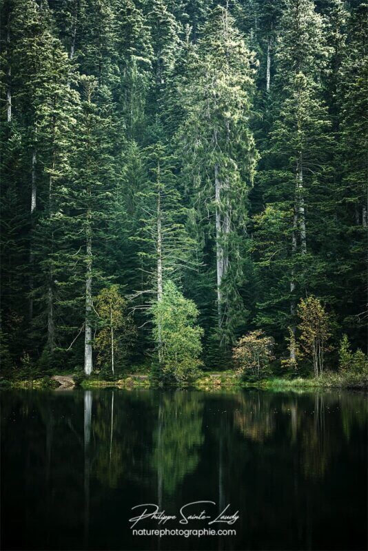 Sapins au bord d'un lac