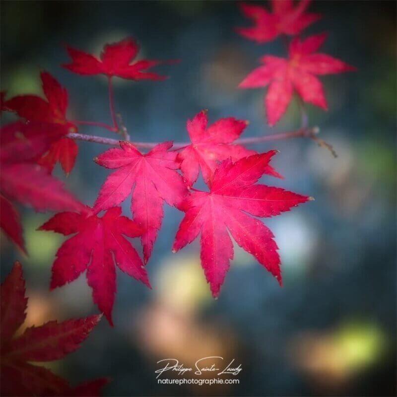 Feuilles d'érable rouge