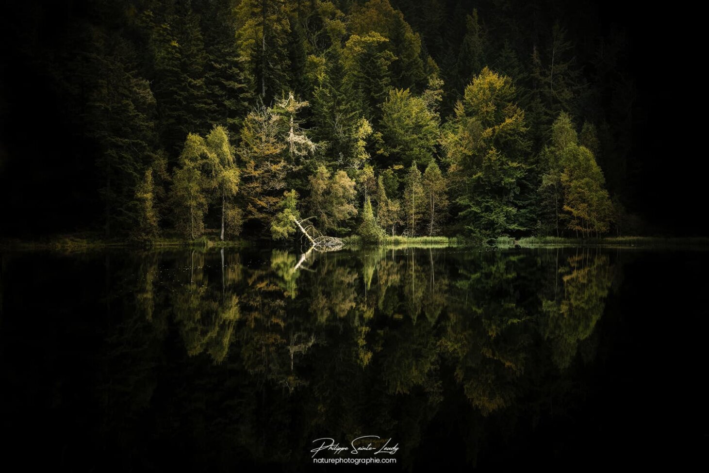 Forêt sombre au lac de la Maix